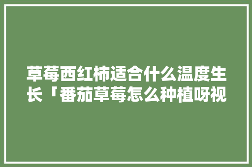 草莓西红柿适合什么温度生长「番茄草莓怎么种植呀视频」 草莓西红柿适合什么温度生长「番茄草莓怎么种植呀视频」 土壤施肥