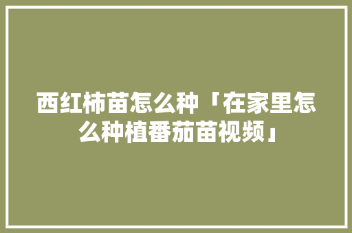 西红柿苗怎么种「在家里怎么种植番茄苗视频」 西红柿苗怎么种「在家里怎么种植番茄苗视频」 花朵知识