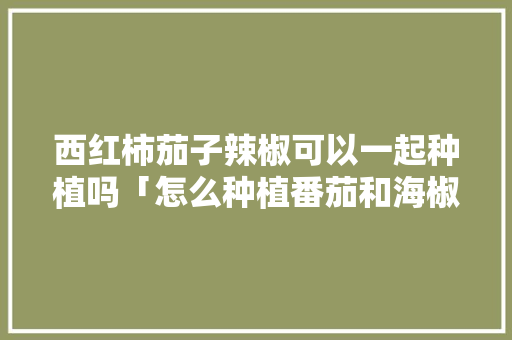西红柿茄子辣椒可以一起种植吗「怎么种植番茄和海椒呢」 西红柿茄子辣椒可以一起种植吗「怎么种植番茄和海椒呢」 番茄种植技巧