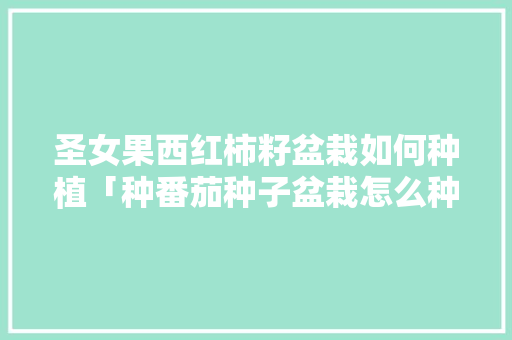 圣女果西红柿籽盆栽如何种植「种番茄种子盆栽怎么种植视频」 圣女果西红柿籽盆栽如何种植「种番茄种子盆栽怎么种植视频」 番茄种植技巧