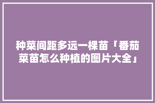 种菜间距多远一棵苗「番茄菜苗怎么种植的图片大全」