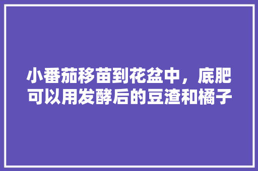 小番茄移苗到花盆中，底肥可以用发酵后的豆渣和橘子皮吗？注意什么「木屑种植番茄怎么种好看图片」 小番茄移苗到花盆中，底肥可以用发酵后的豆渣和橘子皮吗？注意什么「木屑种植番茄怎么种好看图片」 种植技巧