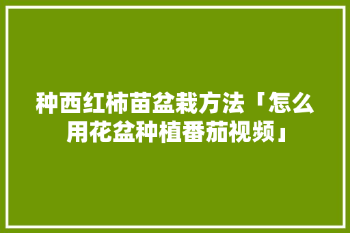 种西红柿苗盆栽方法「怎么用花盆种植番茄视频」 土壤施肥 种西红柿苗盆栽方法「怎么用花盆种植番茄视频」 种西红柿苗盆栽方法「怎么用花盆种植番茄视频」 土壤施肥