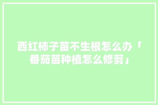 西红柿子苗不生根怎么办「番茄苗种植怎么修剪」 西红柿子苗不生根怎么办「番茄苗种植怎么修剪」 花朵知识