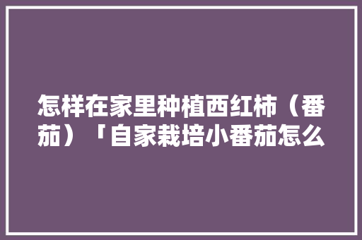 怎样在家里种植西红柿（番茄）「自家栽培小番茄怎么种植视频」 怎样在家里种植西红柿（番茄）「自家栽培小番茄怎么种植视频」 番茄病虫害防治