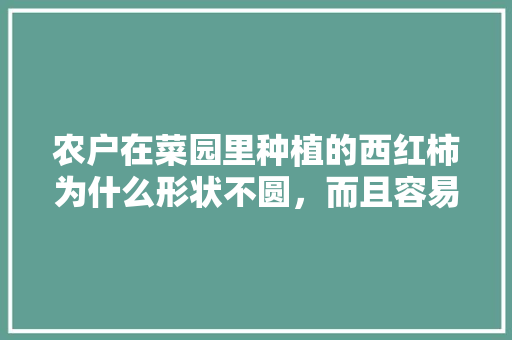 农户在菜园里种植的西红柿为什么形状不圆，而且容易裂口「番茄藤蔓怎么种植的视频」 农户在菜园里种植的西红柿为什么形状不圆，而且容易裂口「番茄藤蔓怎么种植的视频」 番茄病虫害防治