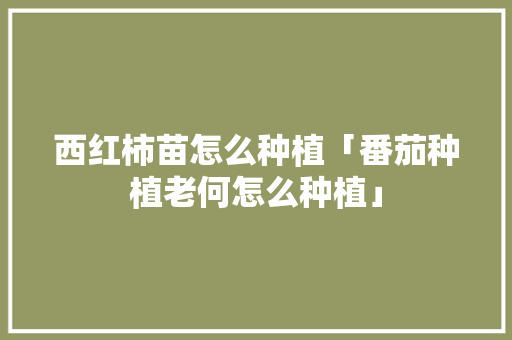 西红柿苗怎么种植「番茄种植老何怎么种植」 西红柿苗怎么种植「番茄种植老何怎么种植」 番茄病虫害防治