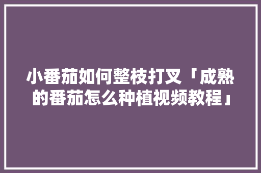 小番茄如何整枝打叉「成熟的番茄怎么种植视频教程」 小番茄如何整枝打叉「成熟的番茄怎么种植视频教程」 种植技巧