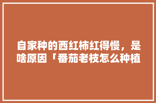 自家种的西红柿红得慢，是啥原因「番茄老枝怎么种植方法视频」 自家种的西红柿红得慢，是啥原因「番茄老枝怎么种植方法视频」 种植技巧