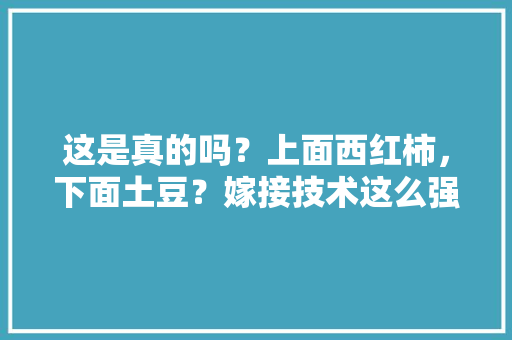 这是真的吗？上面西红柿，下面土豆？嫁接技术这么强大吗「用土豆育苗番茄怎么种植视频」 这是真的吗？上面西红柿，下面土豆？嫁接技术这么强大吗「用土豆育苗番茄怎么种植视频」 植物种类