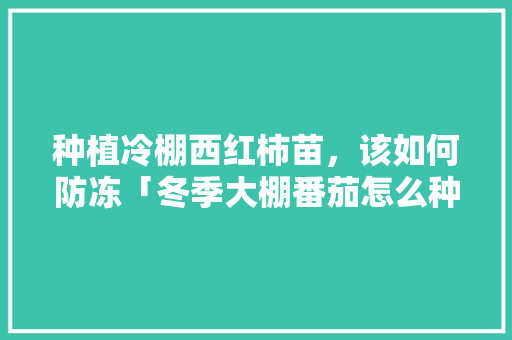 种植冷棚西红柿苗，该如何防冻「冬季大棚番茄怎么种植视频」