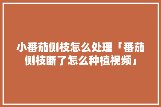 小番茄侧枝怎么处理「番茄侧枝断了怎么种植视频」 小番茄侧枝怎么处理「番茄侧枝断了怎么种植视频」 农业常识