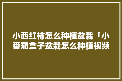 小西红柿怎么种植盆栽「小番茄盒子盆栽怎么种植视频」 小西红柿怎么种植盆栽「小番茄盒子盆栽怎么种植视频」 农业常识
