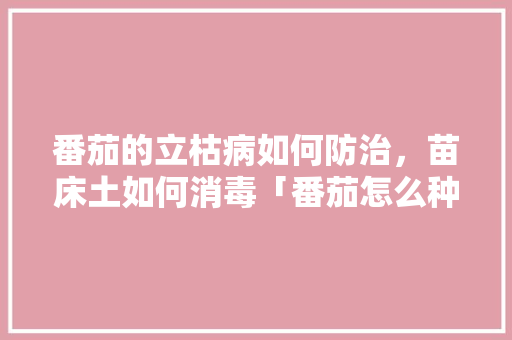 番茄的立枯病如何防治，苗床土如何消毒「番茄怎么种植才不生病呢」