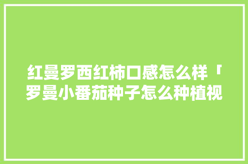 红曼罗西红柿口感怎么样「罗曼小番茄种子怎么种植视频」 红曼罗西红柿口感怎么样「罗曼小番茄种子怎么种植视频」 花朵知识