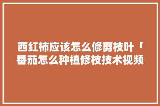 西红柿应该怎么修剪枝叶「番茄怎么种植修枝技术视频」 西红柿应该怎么修剪枝叶「番茄怎么种植修枝技术视频」 番茄种植技巧