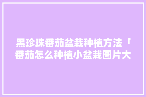 黑珍珠番茄盆栽种植方法「番茄怎么种植小盆栽图片大全」 黑珍珠番茄盆栽种植方法「番茄怎么种植小盆栽图片大全」 植物种类