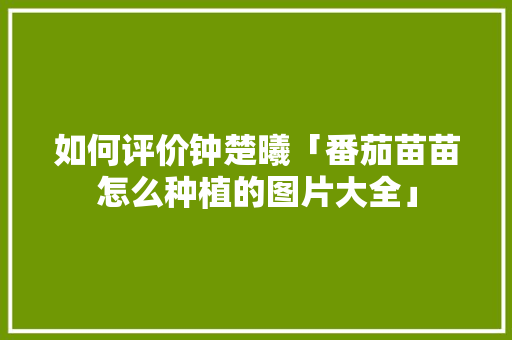如何评价钟楚曦「番茄苗苗怎么种植的图片大全」 如何评价钟楚曦「番茄苗苗怎么种植的图片大全」 农业常识