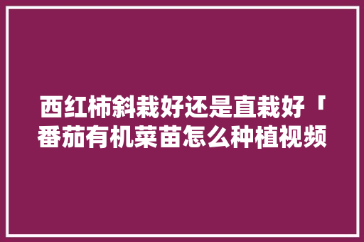 西红柿斜栽好还是直栽好「番茄有机菜苗怎么种植视频」