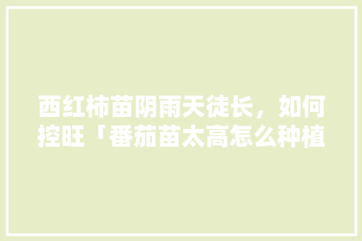 西红柿苗阴雨天徒长，如何控旺「番茄苗太高怎么种植好呢视频」 西红柿苗阴雨天徒长，如何控旺「番茄苗太高怎么种植好呢视频」 番茄病虫害防治