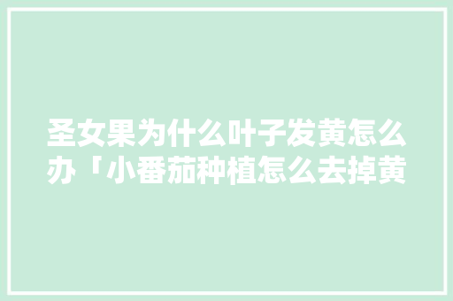 圣女果为什么叶子发黄怎么办「小番茄种植怎么去掉黄叶子」
