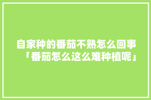 自家种的番茄不熟怎么回事「番茄怎么这么难种植呢」 自家种的番茄不熟怎么回事「番茄怎么这么难种植呢」 番茄种植技巧
