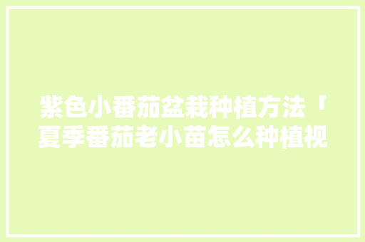 紫色小番茄盆栽种植方法「夏季番茄老小苗怎么种植视频」 紫色小番茄盆栽种植方法「夏季番茄老小苗怎么种植视频」 植物种类