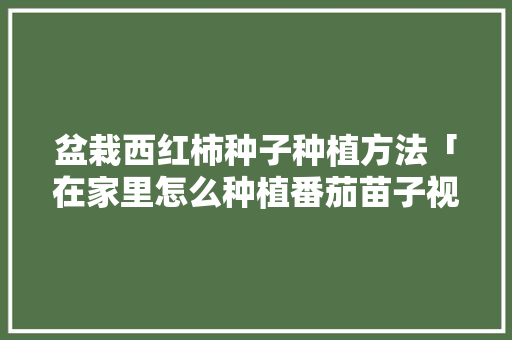 盆栽西红柿种子种植方法「在家里怎么种植番茄苗子视频」 盆栽西红柿种子种植方法「在家里怎么种植番茄苗子视频」 土壤施肥
