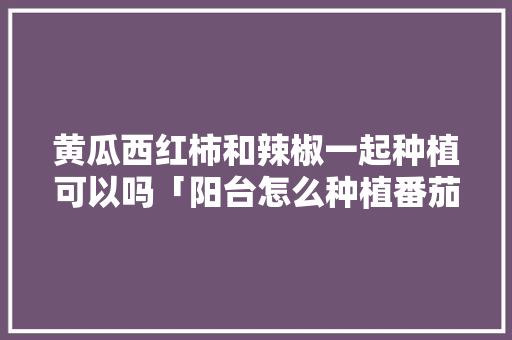 黄瓜西红柿和辣椒一起种植可以吗「阳台怎么种植番茄黄瓜视频」 黄瓜西红柿和辣椒一起种植可以吗「阳台怎么种植番茄黄瓜视频」 农业常识