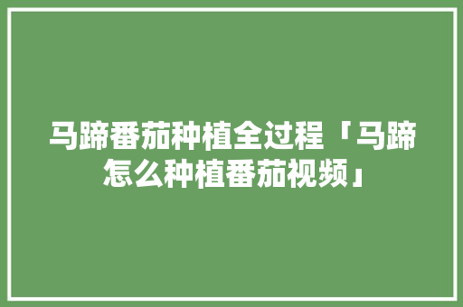 马蹄番茄种植全过程「马蹄怎么种植番茄视频」 马蹄番茄种植全过程「马蹄怎么种植番茄视频」 土壤施肥