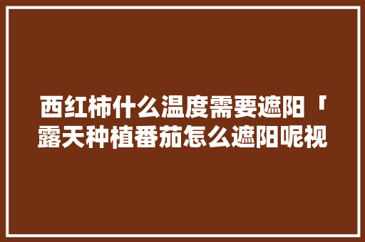 西红柿什么温度需要遮阳「露天种植番茄怎么遮阳呢视频」
