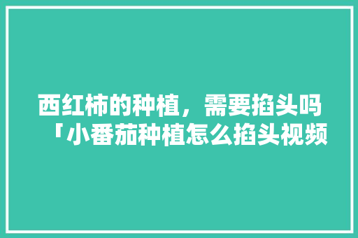 西红柿的种植，需要掐头吗「小番茄种植怎么掐头视频」 西红柿的种植，需要掐头吗「小番茄种植怎么掐头视频」 植物种类