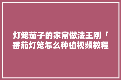 灯笼茄子的家常做法王刚「番茄灯笼怎么种植视频教程」