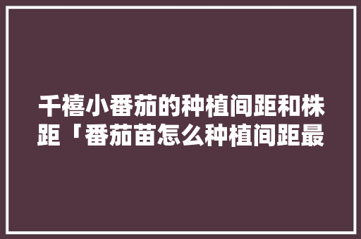 千禧小番茄的种植间距和株距「番茄苗怎么种植间距最好」
