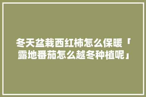 冬天盆栽西红柿怎么保暖「露地番茄怎么越冬种植呢」 冬天盆栽西红柿怎么保暖「露地番茄怎么越冬种植呢」 土壤施肥