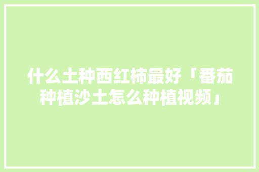 什么土种西红柿最好「番茄种植沙土怎么种植视频」