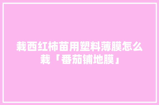 栽西红柿苗用塑料薄膜怎么栽「番茄铺地膜」 栽西红柿苗用塑料薄膜怎么栽「番茄铺地膜」 番茄种植技巧