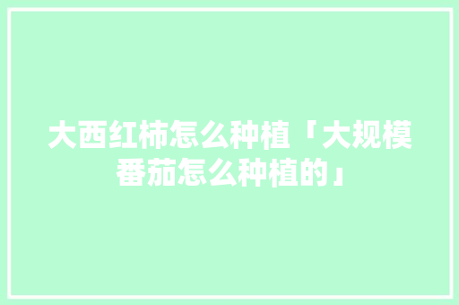 大西红柿怎么种植「大规模番茄怎么种植的」 大西红柿怎么种植「大规模番茄怎么种植的」 农业常识