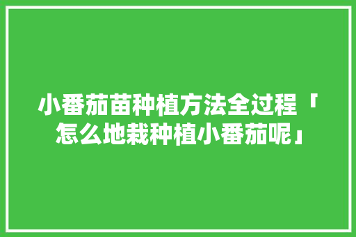 小番茄苗种植方法全过程「怎么地栽种植小番茄呢」 小番茄苗种植方法全过程「怎么地栽种植小番茄呢」 番茄种植技巧