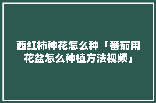 西红柿种花怎么种「番茄用花盆怎么种植方法视频」 西红柿种花怎么种「番茄用花盆怎么种植方法视频」 土壤施肥