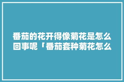 番茄的花开得像菊花是怎么回事呢「番茄套种菊花怎么种植视频」