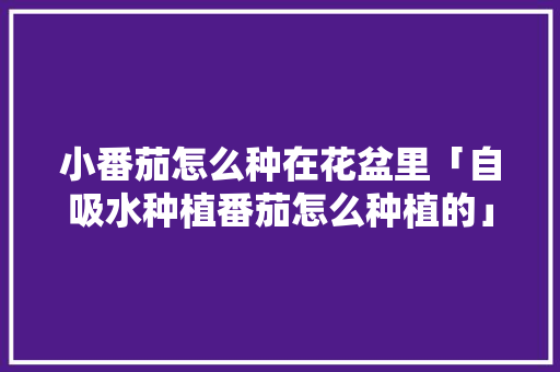 小番茄怎么种在花盆里「自吸水种植番茄怎么种植的」 小番茄怎么种在花盆里「自吸水种植番茄怎么种植的」 花朵知识