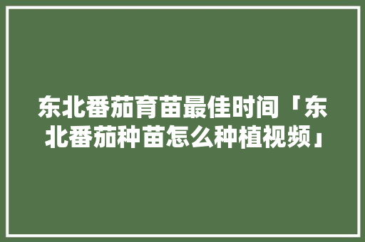 东北番茄育苗最佳时间「东北番茄种苗怎么种植视频」