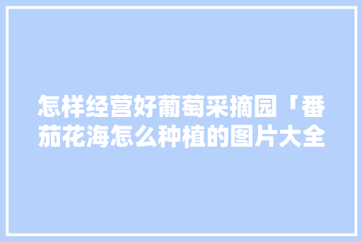 怎样经营好葡萄采摘园「番茄花海怎么种植的图片大全」