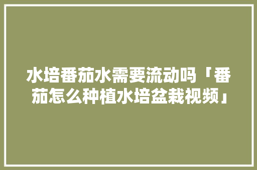 水培番茄水需要流动吗「番茄怎么种植水培盆栽视频」 水培番茄水需要流动吗「番茄怎么种植水培盆栽视频」 花朵知识