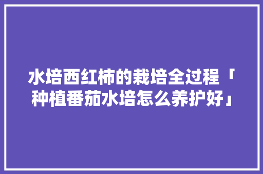 水培西红柿的栽培全过程「种植番茄水培怎么养护好」 农业常识 水培西红柿的栽培全过程「种植番茄水培怎么养护好」 水培西红柿的栽培全过程「种植番茄水培怎么养护好」 农业常识
