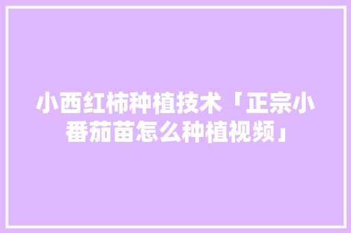 小西红柿种植技术「正宗小番茄苗怎么种植视频」 小西红柿种植技术「正宗小番茄苗怎么种植视频」 番茄种植技巧