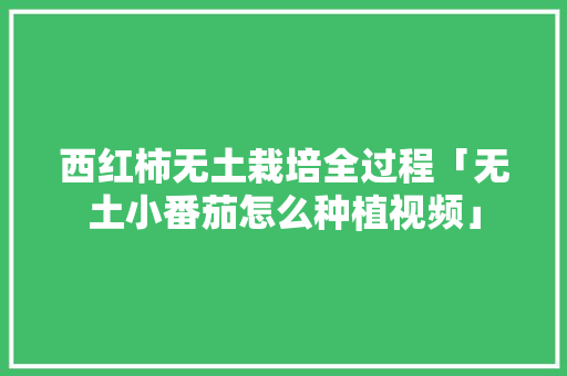 西红柿无土栽培全过程「无土小番茄怎么种植视频」 土壤施肥 西红柿无土栽培全过程「无土小番茄怎么种植视频」 西红柿无土栽培全过程「无土小番茄怎么种植视频」 土壤施肥