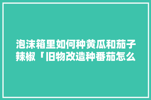 泡沫箱里如何种黄瓜和茄子辣椒「旧物改造种番茄怎么种植的」 泡沫箱里如何种黄瓜和茄子辣椒「旧物改造种番茄怎么种植的」 种植技巧