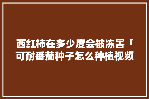西红柿在多少度会被冻害「可耐番茄种子怎么种植视频」 西红柿在多少度会被冻害「可耐番茄种子怎么种植视频」 番茄病虫害防治